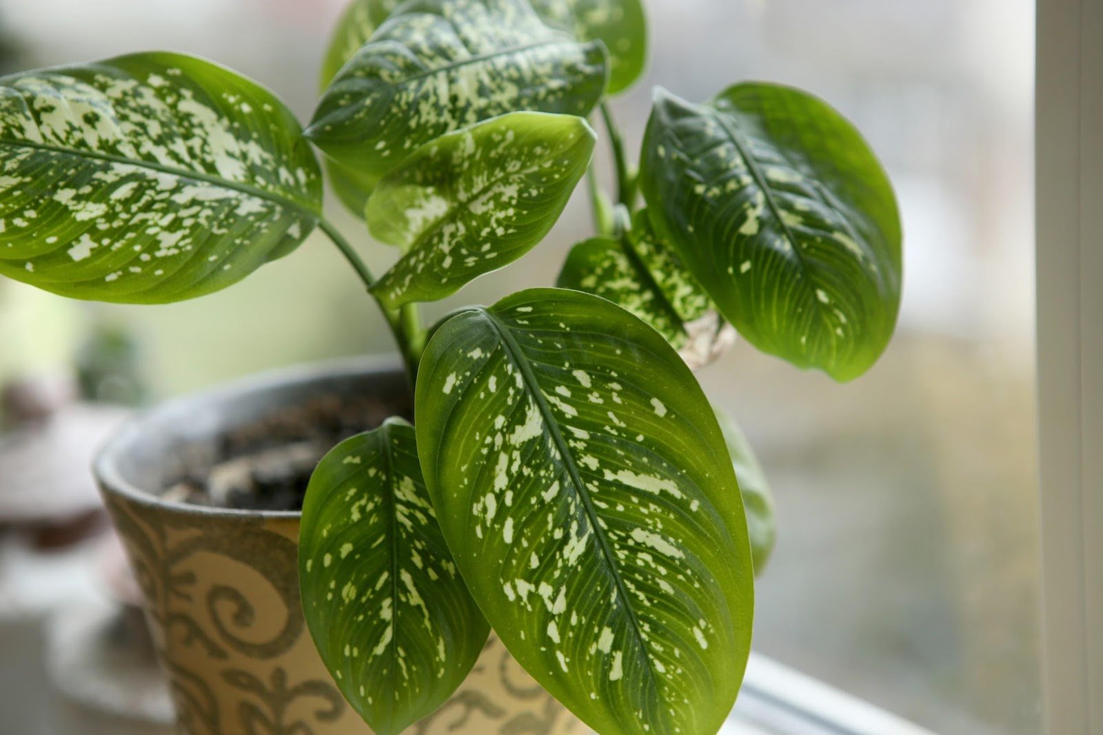 Unde să-ți pui plantele în casă? Ghidul experților pentru o creștere sănătoasă Alegerea locului potrivit pentru plantele de interior este esențială pentru sănătatea și dezvoltarea lor