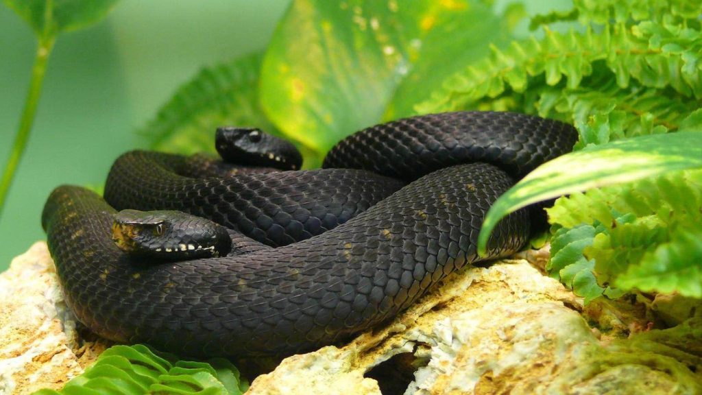 Unde se ascund șerpii în curte: Cum îți poți proteja locuința de aceste reptile Primăvara și vara, șerpii devin o prezență obișnuită în grădini și curți