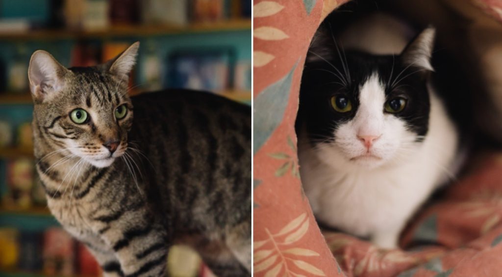 Miau Cafe se mută într-o nouă locație, după aproape zece ani Miau Cafe, prima cafenea cu pisici din România, își va redeschide porțile într-un nou spațiu