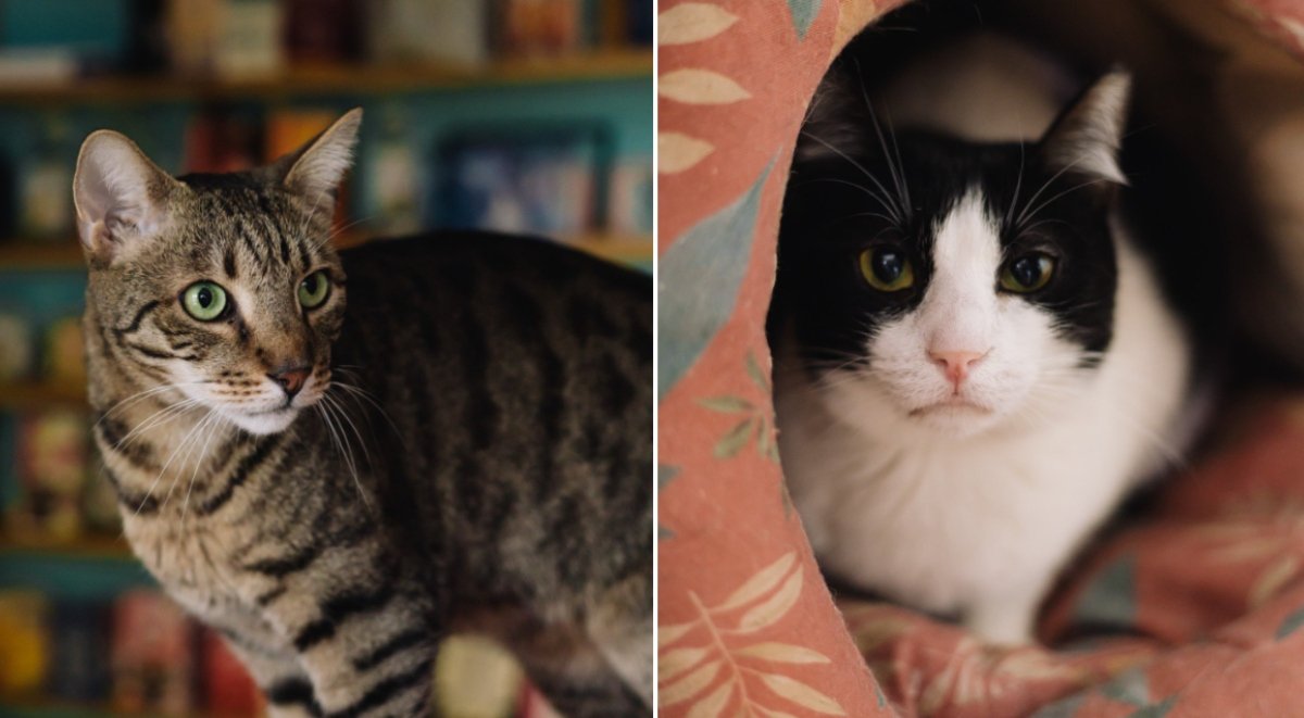 Miau Cafe se mută într-o nouă locație, după aproape zece ani Miau Cafe, prima cafenea cu pisici din România, își va redeschide porțile într-un nou spațiu