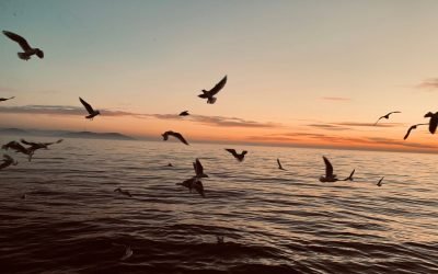 Nivelurile-de-aciditate-ale-oceanelor-Pamantului_shutterstock_descopera-7.jpg - JurnalUrban