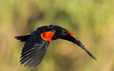 Pasarile-dispar-in-ritm-accelerat_shutterstock_descopera.jpg - JurnalUrban