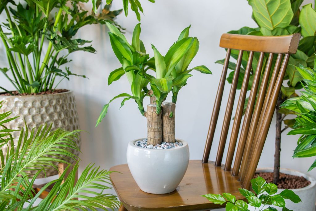 Plantele care îți curăță aerul din casă: ghidul specialistului pentru un interior mai sănătos Un expert în grădinărit, cunoscut de publicul larg prin intermediul platformei TikTok, recomandă anumite plante de interior pentru a îmbunătăți calitatea aerului din locuințe, în special în cele în care se fumează