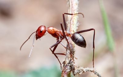 Poluarea-aerului-afecteaza-simturile-furnicilor_shutterstock_Descopera-10.jpg - JurnalUrban