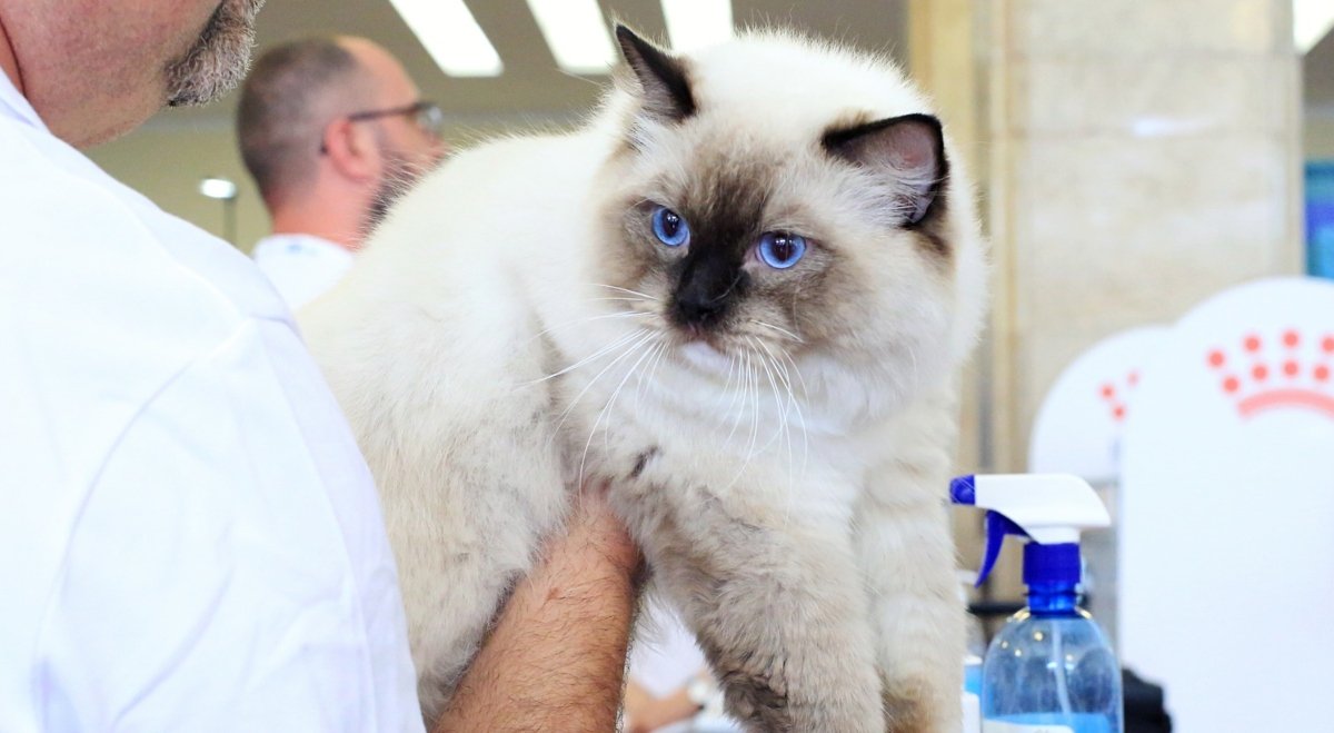 Salonul Felin Internațional SofistiCAT revine la București în martie Sala Palatului din București va găzdui în weekendul 21-22 martie Salonul Felin Internațional SofistiCAT