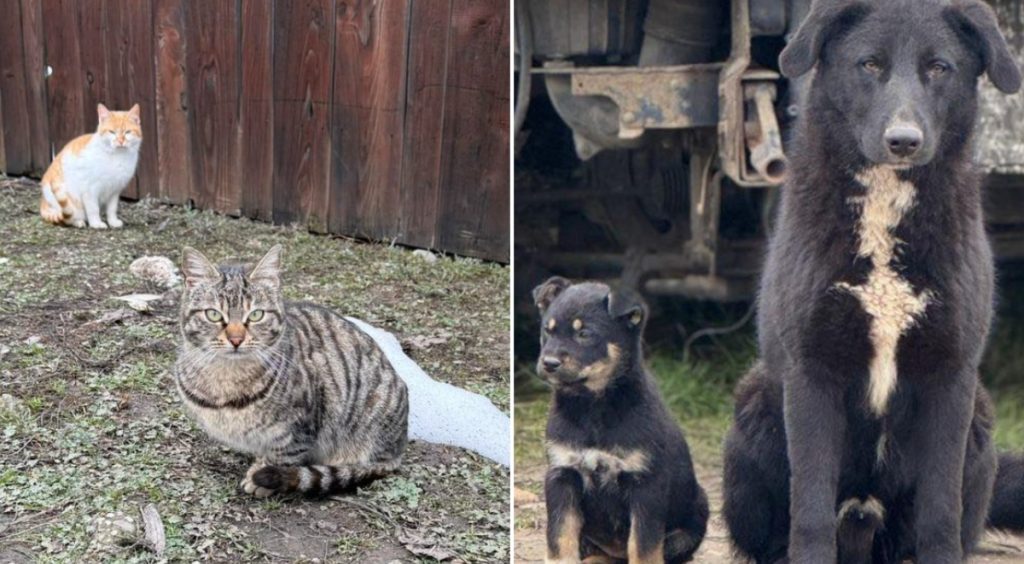 Campanie de sterilizare gratuită pentru câini și pisici în Ilfov Consiliul Județean Ilfov, prin Protecția Animalelor, organizează o serie de sterilizări gratuite pentru câini și pisici în trei localități ale județului
