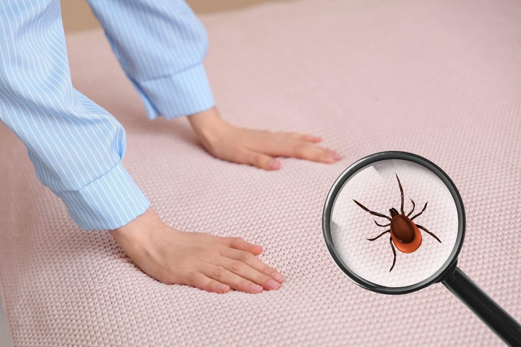 Ploșnițele: Unde se ascund în locuința ta și cum le poți preveni Ploșnițele pot deveni o problemă majoră în locuințe, din cauza capacității lor de a se ascunde în locuri greu accesibile și de a se reproduce rapid