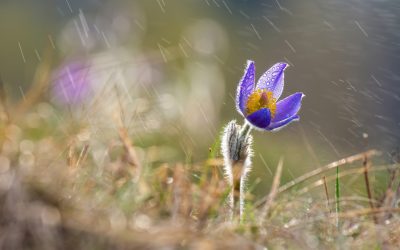 Vânt puternic până la ora 18:00 în estul țării. Vremea se încălzește de marți: când vin ploile și cum va fi de Florii și de Paște