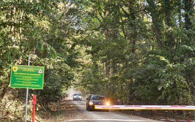 Ministra mediului: Protejarea Pădurii Băneasa, angajament ferm asumat