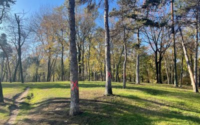 Firmă amendată de pmb cu 50.000 lei pentru lucrări ilegale în parcul Carol, anunță ciucu