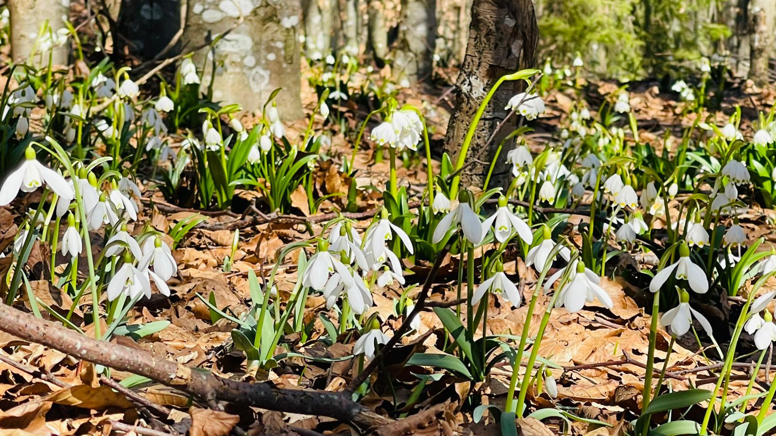 Video: Ghiocei pe un traseu uitat din Munții Trascăului
