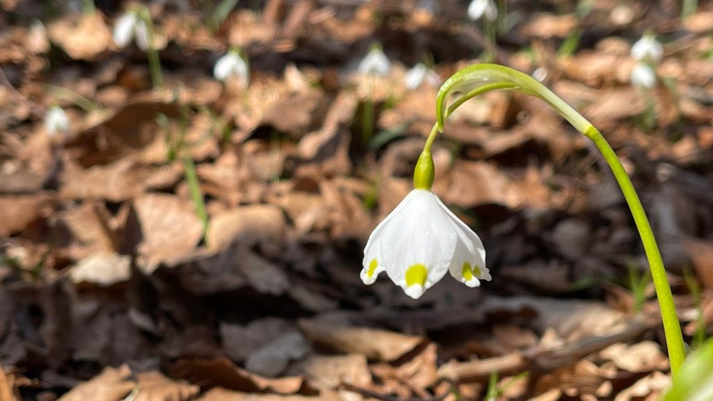 Vremea capricioasă revine în București: ploi și temperaturi neobișnuite Bucureștenii se pot aștepta la o schimbare a vremii în următoarele zile, cu cerul înnorat și ploi slabe, conform prognozei Administrației Naționale de Meteorologie (ANM)