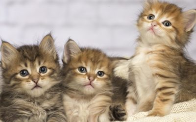 aD02MzAmemM9MSZoYXNoPTJlYjk5Njg5MzBiMDExZTcyNGIwODI3YzZhZDMzMWNj.thumb_.jpg - JurnalUrban