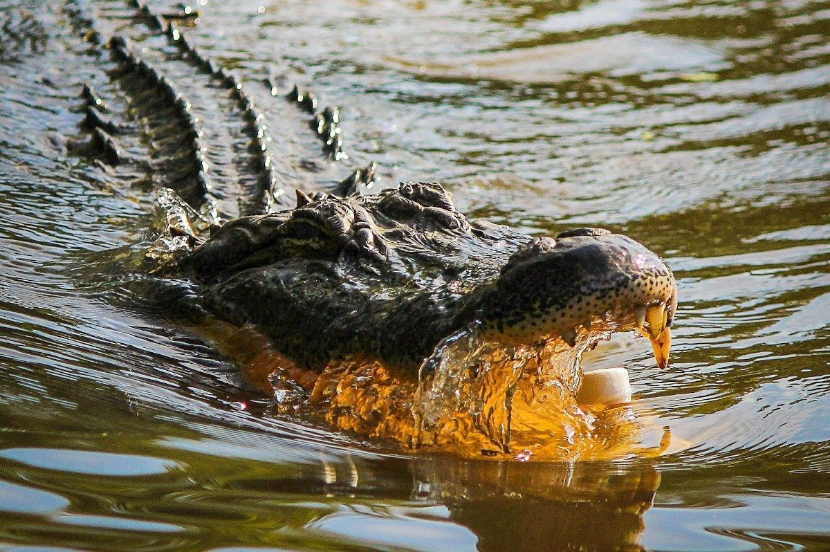 Avertisment de crocodili în Australia, după inundații masive Autoritățile din Teritoriul de Nord al Australiei au emis o avertizare severă cu privire la prezența crocodililor, după ce inundațiile puternice au forțat evacuarea a peste o mie de persoane