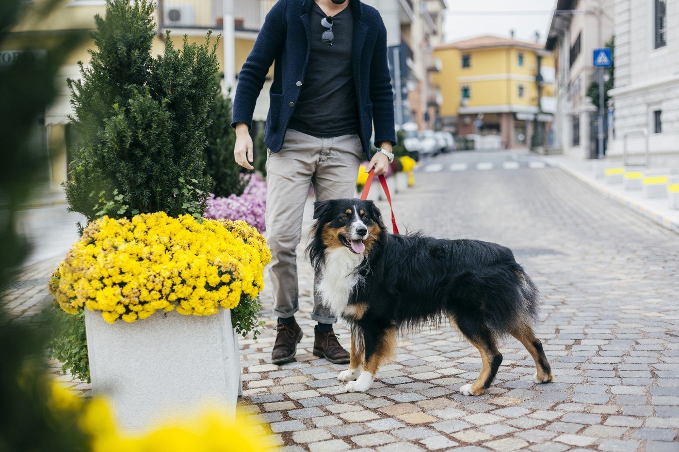 Proprietarii de câini riscă amenzi usturătoare dacă nu respectă regulile privind plimbarea animalelor în spațiile publice
