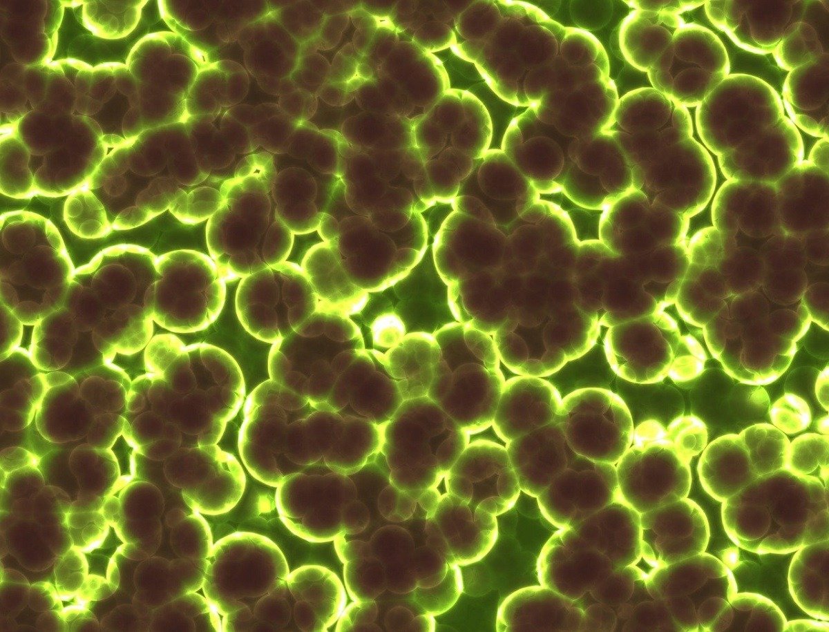 Bacterii antarctice sfidează limitele vieții, dezvăluind mecanisme de supraviețuire remarcabile Oamenii de știință din Australia au făcut o descoperire importantă, identificând bacterii antarctice capabile să supraviețuiască consumând gaze din atmosferă și rezistând la o gamă largă de temperaturi