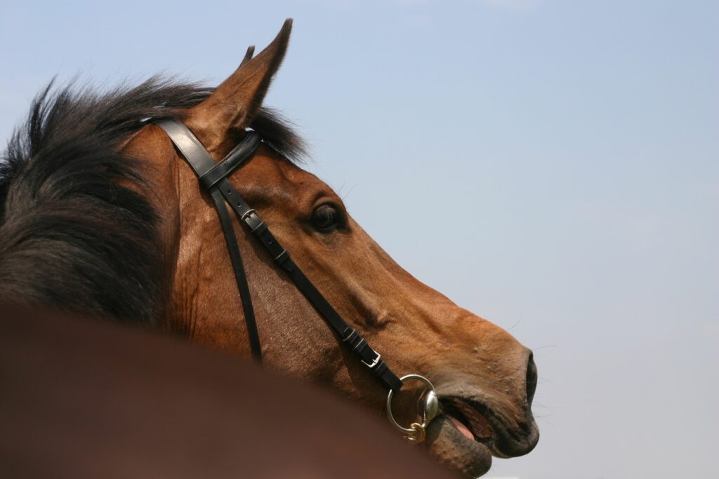 O promisiune a hipismului, întreruptă de o accidentare: povestea ipei Smart Latch Smart Latch, un cal de rasă considerat o stea în ascensiune, a avut o carieră promițătoare în lumea hipismului, dar o accidentare neașteptată a pus capăt prematur visului acesteia de a ajunge în culmile performanței sportive