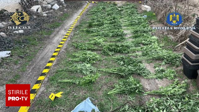 Afacere cu canabis, destructurată după o arestare neașteptată O plantație ilegală de canabis a fost descoperită și destructurată de polițiști, după ce organizatorul acesteia a fost arestat preventiv într-un alt dosar penal