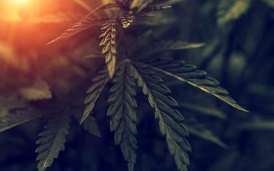 canabisul-iti-face-creierul-sa-uite_shutterstock_descopera-10.jpg - JurnalUrban