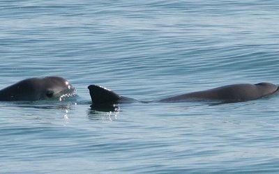 cel-mai-rar-animal-wiki_Descopera-3.jpg - JurnalUrban