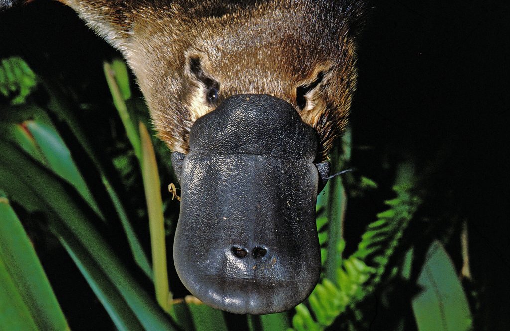 O nouă ciudățenie, descoperită la ornitorincul australian