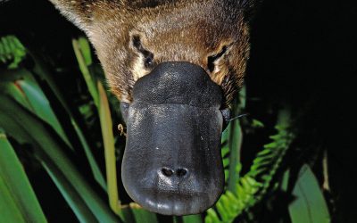 O nouă ciudățenie, descoperită la ornitorincul australian