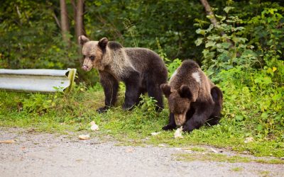 Senatul aprobă dublarea cotei de urși ce pot fi vânați Senatul a votat miercuri proiectul legislativ propus de UDMR, care prevede dublarea cotei de urși ce pot fi vânați în 2026 și 2027