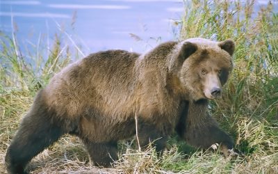 Elicopter smurd, intervenție în mureș: Bărbat atacat de urs, salvat din pădure