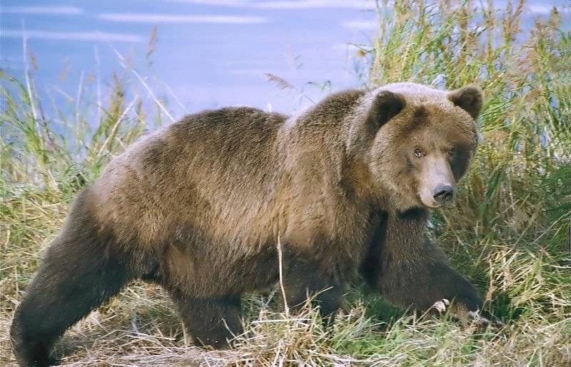 Bărbat grav rănit după un atac de urs în pădurea dintre două localități din Mureș Un bărbat în vârstă de 58 de ani a fost grav rănit duminică după ce a fost atacat de un urs în pădurea situată între localitățile Torba (comuna Măgherani) și Abud (comuna Ghindari), județul Mureș