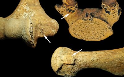 femeie-din-Epoca-de-Piatra_Villotte-et-al_American-Journal-of-Biological-Anthropology-2026_descopera.jpeg - JurnalUrban