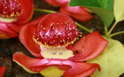 floare-exotica-planta-inedita-e1772653051290.jpg - JurnalUrban