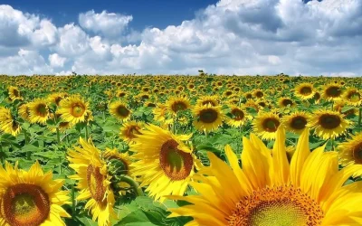 floarea_soarelui_97417300.webp.webp - JurnalUrban