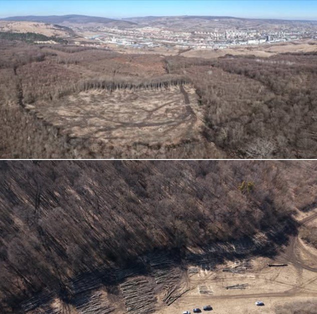 Defrișare masivă în Pădurea Hoia-Baciu: Aproximativ doi hectare de copaci, puși la pământ O suprafață de circa doi hectare din celebra Pădure Hoia-Baciu, situată în apropierea municipiului Cluj-Napoca, a fost supusă unei defrișări masive în ultimele zile