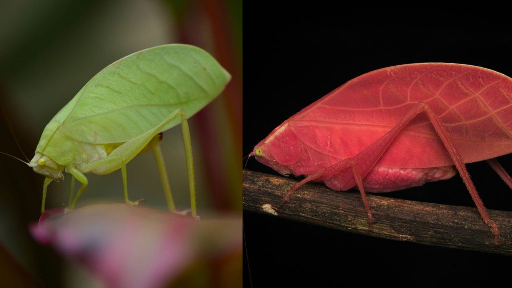 O katydidă roz, misterul unei insecte care își schimbă culoarea pentru a supraviețui în junglă O katydidă roz, o specie de insectă din Panama, a uimit oamenii de știință prin capacitatea sa de a-și schimba culoarea, trecând de la roz aprins la verde pentru a se camufla în mediul său