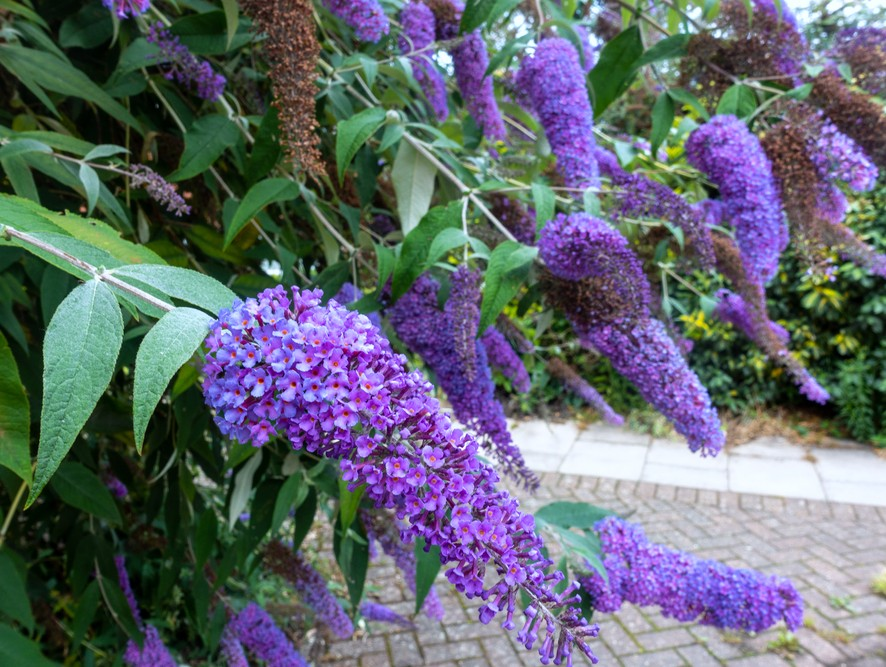 Buddleja, arbustul asiatic care înfrumusețează grădinile românești și atrage fluturi Originară din Asia, mai exact din China, planta buddleja, cunoscută și sub numele de „liliac de vară”, s-a adaptat cu succes și în Europa, devenind o prezență tot mai apreciată în grădinile românești