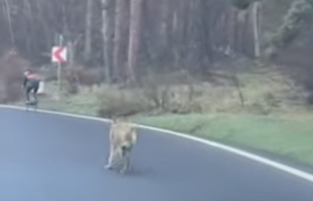 Un lup a atacat o femeie în Hamburg, primul incident de acest fel în Germania O femeie a fost atacată de un lup în apropierea unui magazin IKEA din Hamburg, Germania