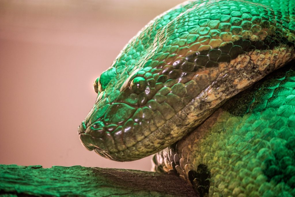 Șoc în Italia: Zeci de reptile periculoase descoperite într-un imobil rezidențial Carabinierii italieni au făcut o descoperire uluitoare într-un imobil rezidențial din sudul Italiei: un adevărat terariu clandestin, unde erau ținute ilegal zeci de reptile exotice