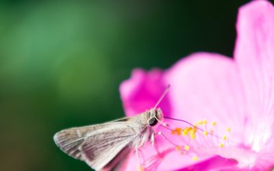 molie-insecta-fluture-natura.jpg - JurnalUrban