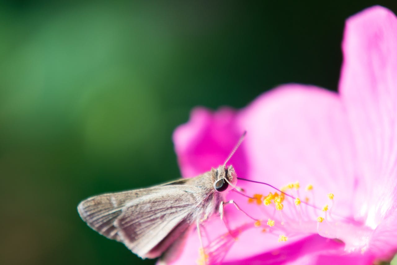 Florile, surse neașteptate de alcool? Cercetătorii americani aduc lumina Într-o descoperire surprinzătoare, cercetătorii de la Universitatea din California, Berkeley (UC Berkeley) au elucidat un aspect inedit al interacțiunii dintre plante și polenizatori