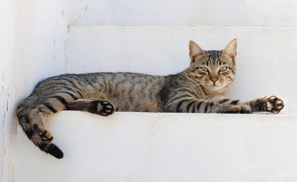 Pisica ta te ține treaz noaptea? Sfaturi practice pentru a schimba comportamentul felinelor Problemele legate de somnul pisicilor pot afecta calitatea vieții proprietarilor