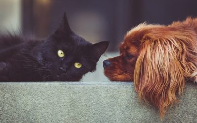 Greci din orient, cu câini și pisici, repatriați cu zbor special