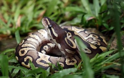 Sângele de piton, secretul slăbirii? Cercetătorii anunță o descoperire revoluționară