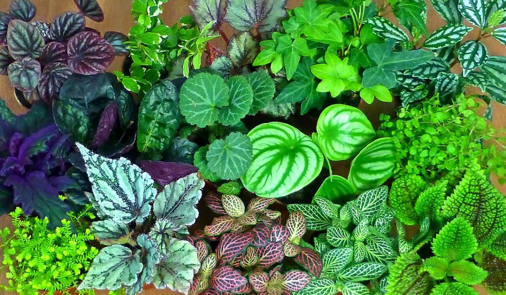 Primele plante terestre: O istorie fascinantă a cuceririi uscatului Viața pe Pământ a cunoscut o transformare majoră odată cu apariția primelor plante terestre, acum sute de milioane de ani