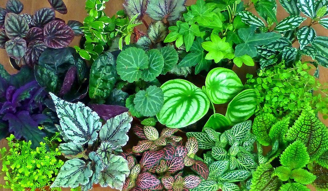 Primele plante terestre: O istorie fascinantă a cuceririi uscatului Viața pe Pământ a cunoscut o transformare majoră odată cu apariția primelor plante terestre, acum sute de milioane de ani