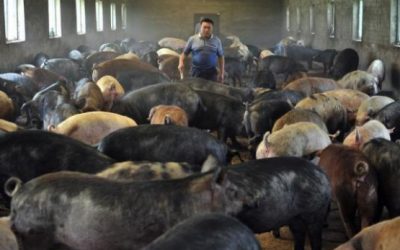 porc-3345698803.jpg - JurnalUrban