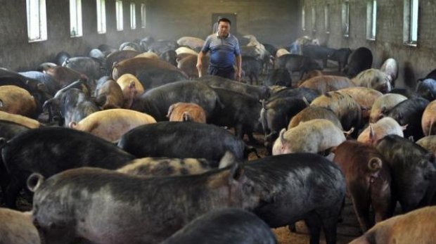 APIA facilitează accesul fermierilor la credite pentru bunăstarea animalelor Agenția de Plăți și Intervenție pentru Agricultură (APIA) le oferă fermierilor posibilitatea de a accesa credite pentru finanțarea activităților curente, aferente plăţilor pentru bunăstarea animalelor, pentru anul de angajament 2026