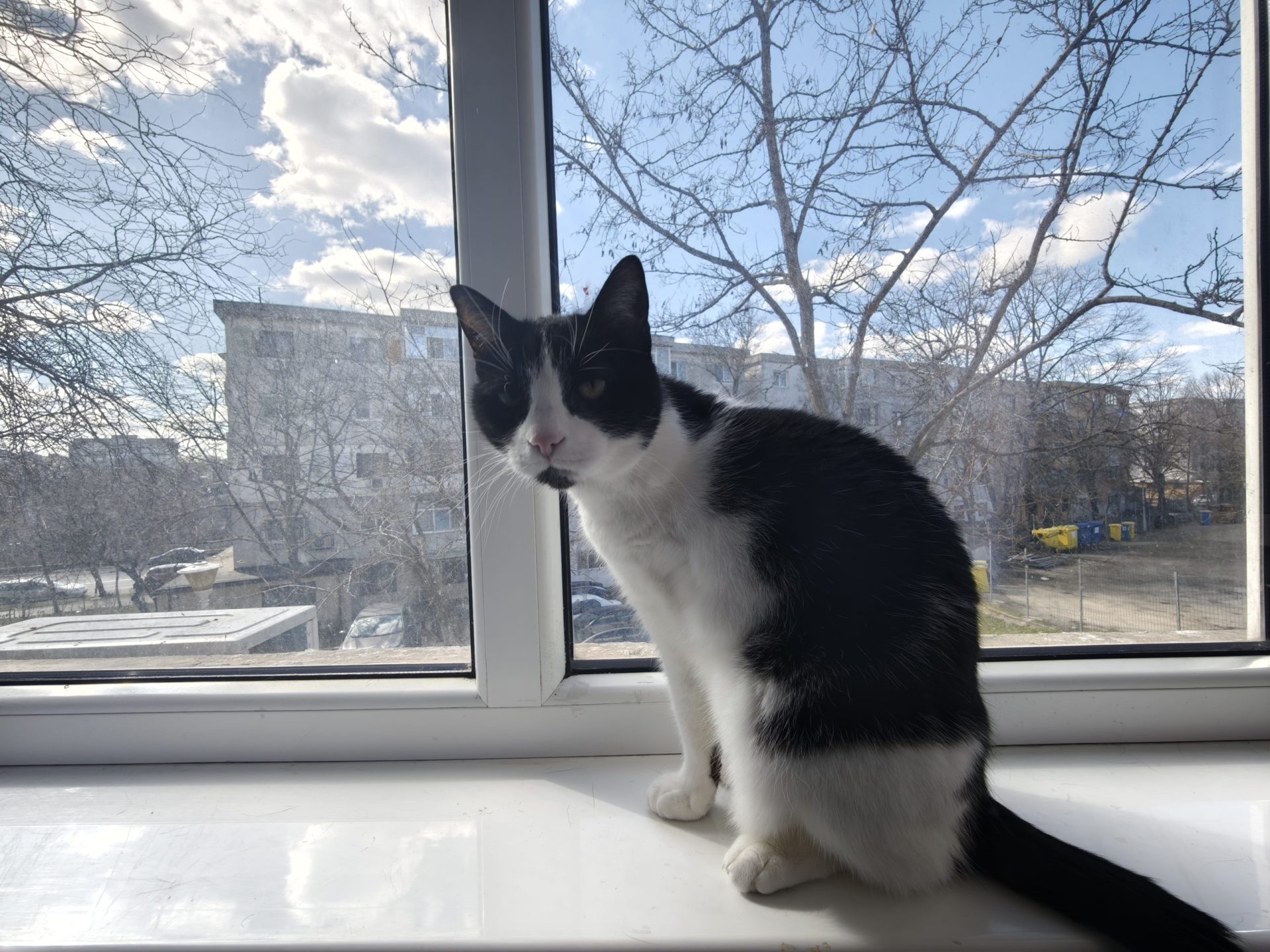 Cum să prelungești viața pisicii tale: sfaturi bazate pe un studiu recent Un studiu recent oferă o serie de recomandări pentru proprietarii de pisici care doresc să le ofere animalelor de companie o viață mai lungă și mai sănătoasă