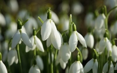 primavara-1-e1772171287387.jpg - JurnalUrban