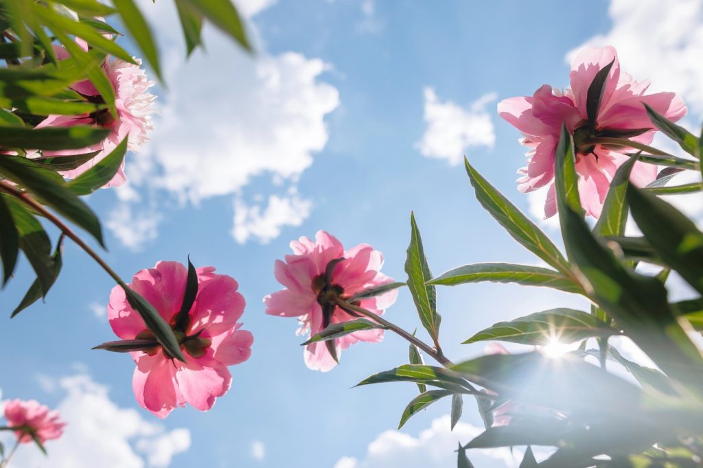 Prognoza meteo: Vreme bună în weekend