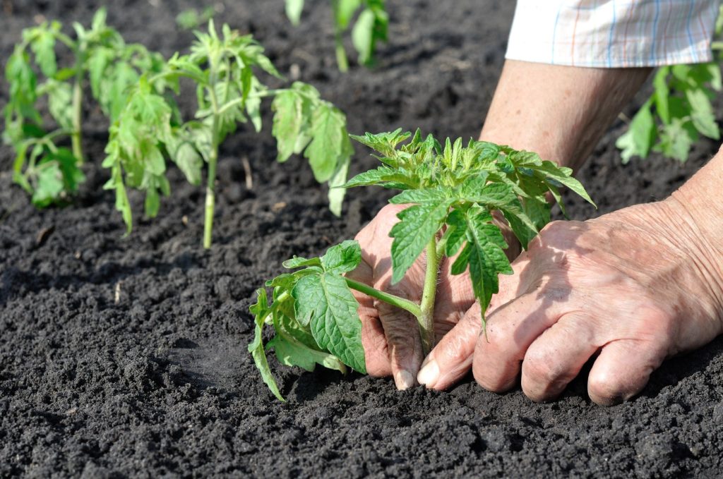 Roșiile, vedetele grădinii: Când și cum le plantăm pentru o recoltă bogată Roșiile, nelipsite din grădinile românilor, sunt plante sensibile la temperaturi scăzute, fiind crucial să respectăm anumite condiții pentru a ne asigura o recoltă bogată